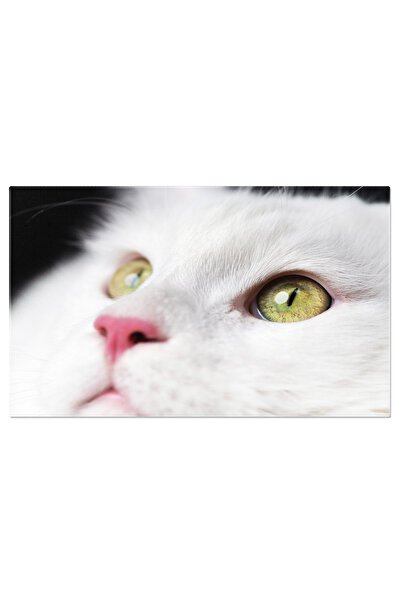 StoryGift Romania Tablou Canvas: Privire Patrunzatoare A Pisicii Maine Coon -...