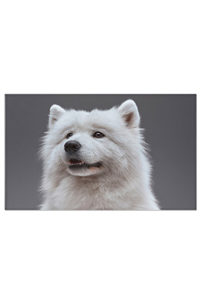 StoryGift Romania Tablou Canvas - Samoyed, Caine Rusesc Alb - Frumusete Canin...