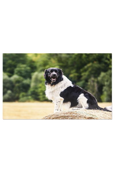StoryGift Romania Tablou Canvas Caine Fericit Asezandu-se Pe O Balamale Mare De Paie, Caine, Animale, Natura, Buc