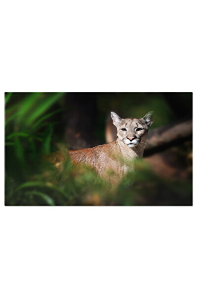 StoryGift Romania Tablou Canvas Cu Puma Salbatica - Portret Al Unui Felin Maj...