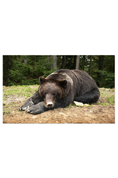 StoryGift Romania Tablou Canvas Urs Brun Salbatic Dormind In Padurea Verde De...