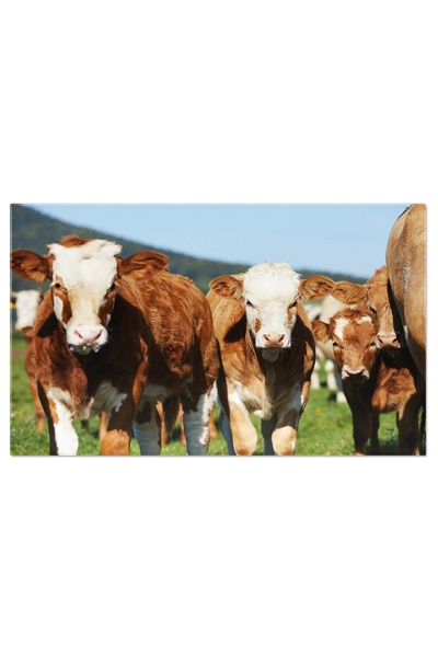 StoryGift Romania Tablou Canvas Vitel Cu Vaca Pe Pasune Animale, Natura, Pasune, Vitel, Agricultura. 1071