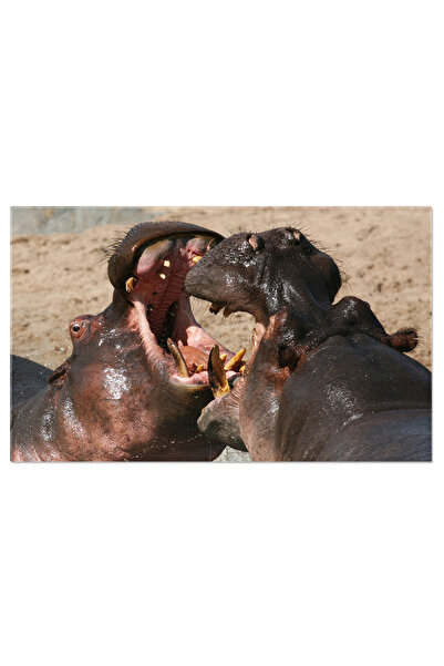 StoryGift Romania Tablou Canvas - Lupta De Animale In Savana: African, Attack...