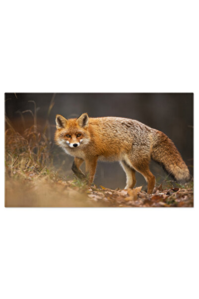 StoryGift Romania Tablou Canvas: Vulpe Rosie - Observand In Padurea Toamnei