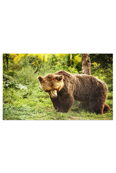 StoryGift Romania Tablou Canvas Intalnire In Salbaticie Urs Mare Brun In Habi...