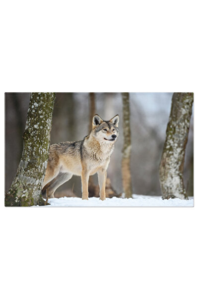 StoryGift Romania Tablou Canvas: Lup In Zapada - Fauna, Natura, Lup, Iarna