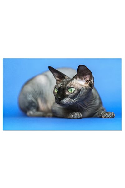StoryGift Romania Canvas Print: Rare Hairless Sphynx Cat, Black, Eccentric and Elegant P