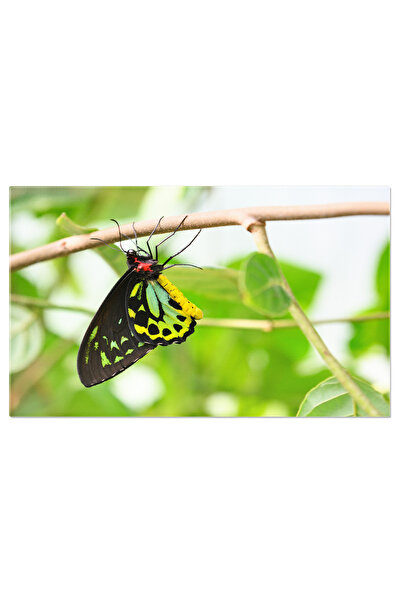 StoryGift Romania Tablou Canvas Fluture Birdwing - Lepidoptere Si Splendoare ...