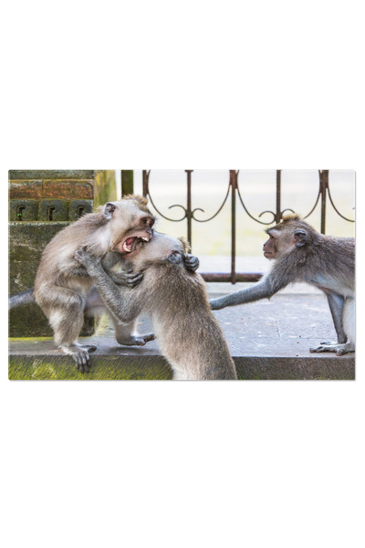 StoryGift Romania Tablou Canvas Insulele Yasawa Din Fiji Fiji, Polinezia De S...