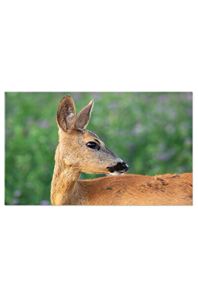 StoryGift Romania Tablou Canvas: Detaliu Uimitor - Cerb In Peisaj De Vara