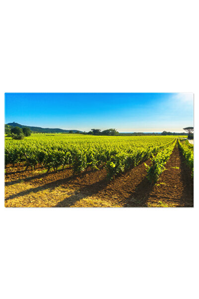 StoryGift Romania Tablou Canvas Podgoria Bolgheri Si Copacul Maremma Tuscany ...