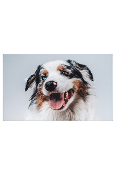 StoryGift Romania Tablou Canvas - Australian Shepherd, Portret Studio, Frumus...