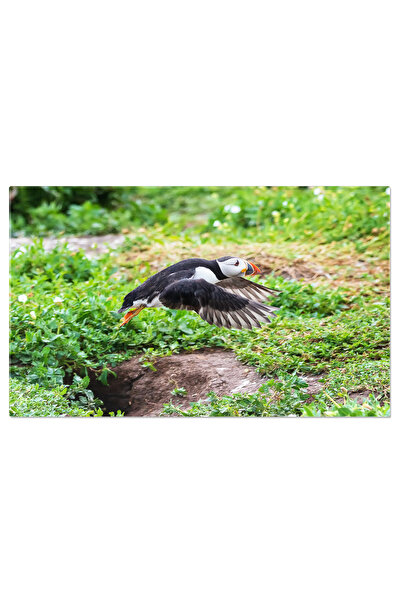 StoryGift Romania Tablou Canvas Puffin Adult Pe O Stanca De Pe Insula Farne 441