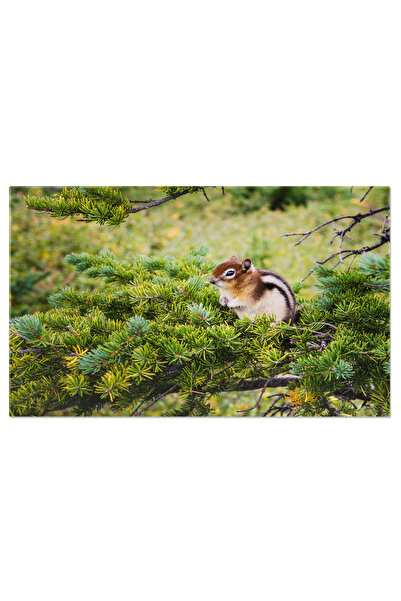 StoryGift Romania Tablou Canvas Cipmunk Mic Asezat Pe Un Copac Verde: Natura,...
