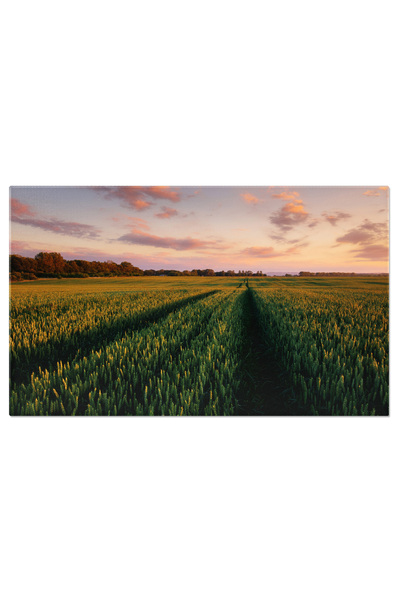 StoryGift Romania Tablou Canvas Cu Camp De Grau La Apus - Cultura, Cereale, P...
