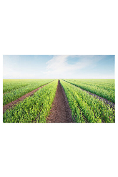 StoryGift Romania Tablou Canvas Peisaj Agricol In Timpul Verii, Camp, Verde, ...