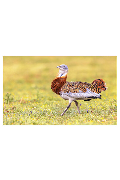 StoryGift Romania Tablou Canvas Balon Cu Marele Bustard, Spectacol Natural In...