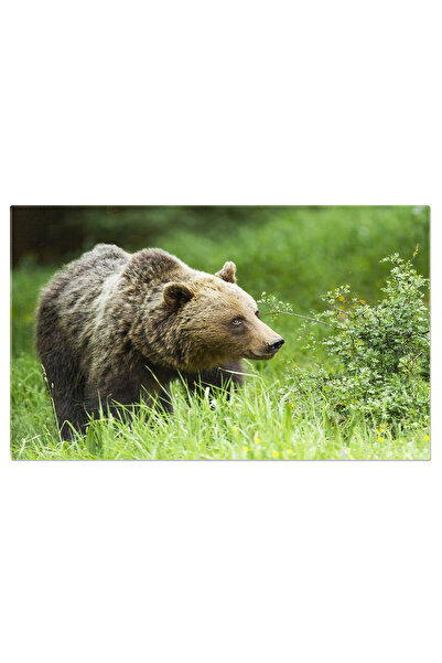 StoryGift Romania Tablou Canvas Ursul Brun In Padure - Observand Natura