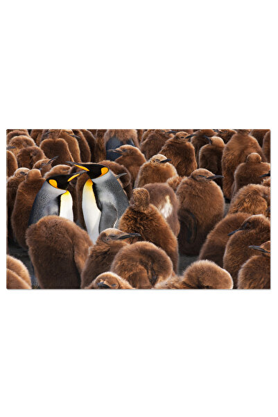 StoryGift Romania Tablou Canvas: Adunarea De Pinguini In Natura