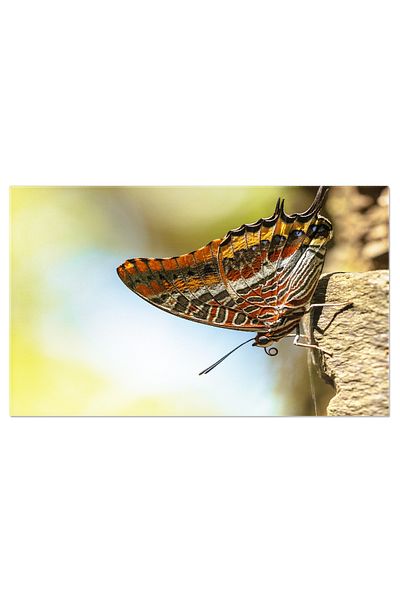 StoryGift Romania Tablou Canvas - Fluture Charaxes Jasius Pe Fruct Proaspat - Frumusetea Lumii Insectelor