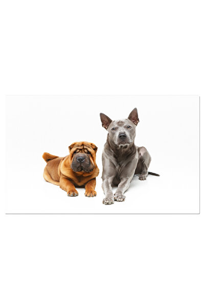 StoryGift Romania Tablou Canvas - Sharpei Cute: Pui Curios In Studio