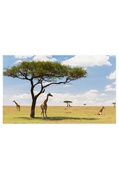 StoryGift Romania Tablou Canvas: Intre Arbore Si Animal - Girafa, Savannah, K...