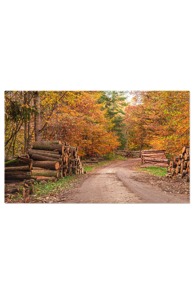 StoryGift Romania Tablou Canvas Cu Peisaj Forestier - Razele Soarelui Printre...