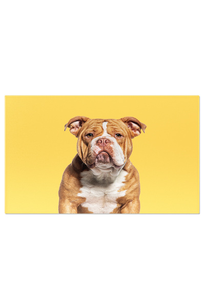 StoryGift Romania Tablou Canvas Cu Pit Bull In Lumina Naturala - Canin, Studio, Portret