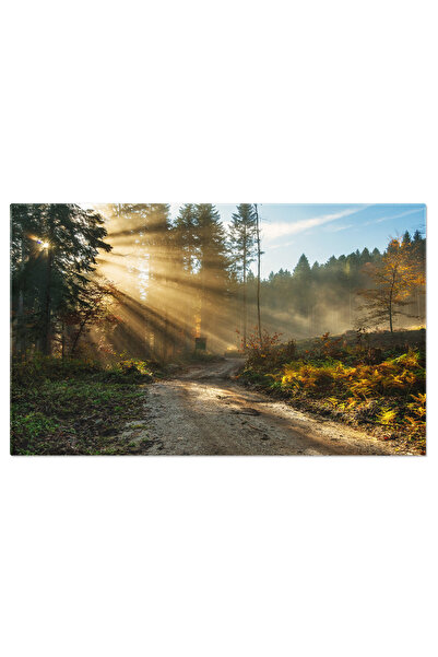 StoryGift Romania Tablou Canvas: Aventura In Padure - Drum Forestier, Raze De...