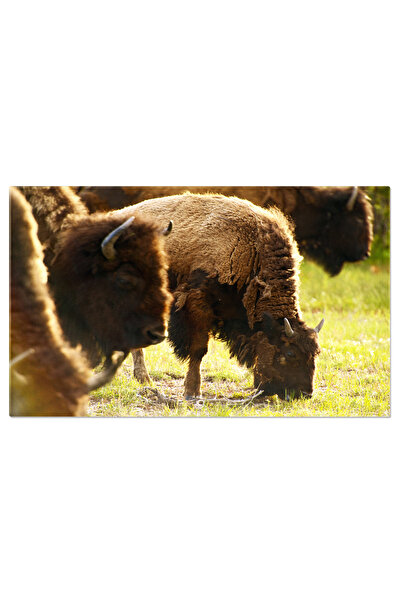StoryGift Romania Tablou Canvas - Tatanka American: Bisonii Salbatici Din Mar...