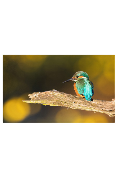 StoryGift Romania Tablou Canvas - Frumusetea Alcedo Atthis, Reflectii Aurii D...