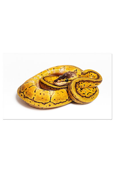 StoryGift Romania Tablou Canvas Cu Ball Python - O Pictura A Frumusetii Natur...