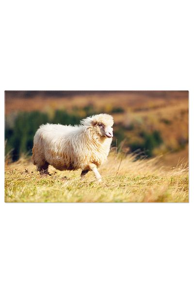 StoryGift Romania Tablou Canvas: Oi Pascand In Carpati, Peisaj Rural Idilic, Evocand Farmecul Vietii La Tara
