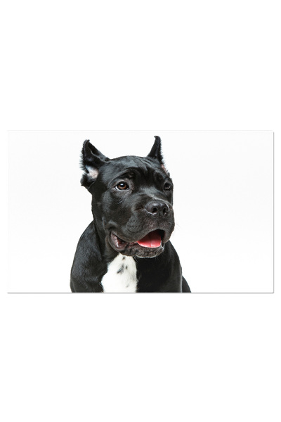 StoryGift Romania Tablou Canvas 120 X 80cm - Lagotto Romagnolo: Prieten Cu Pa...