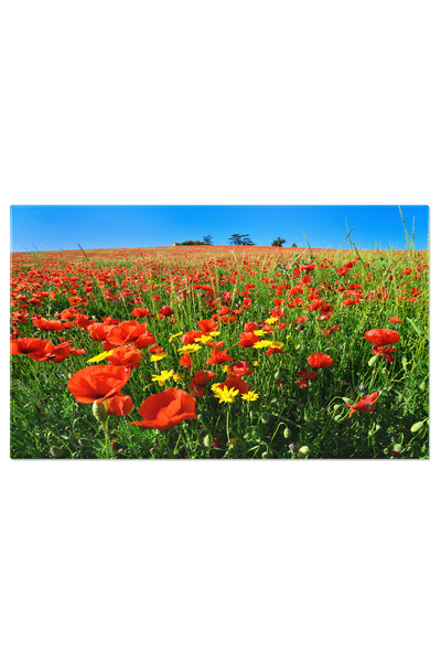 StoryGift Romania Tablou Canvas - Coquelicot In Detaliu: Frumusete Naturala I...