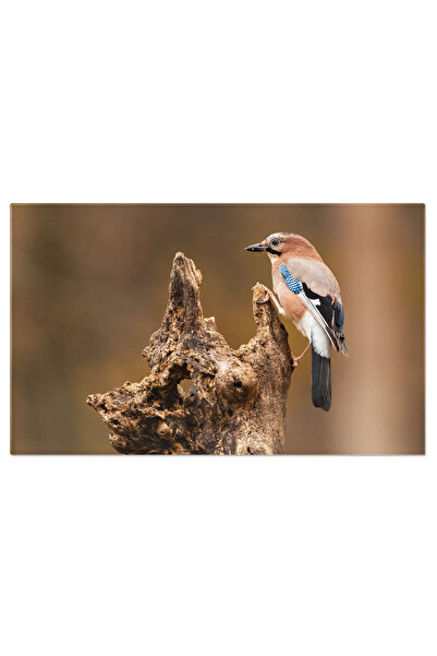 StoryGift Romania Tablou Canvas: Pauza In Toamna - Pasare, Natura, Eurasian J...