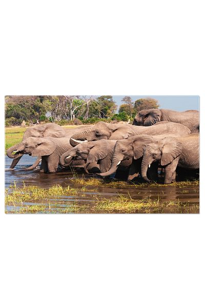 StoryGift Romania Tablou Canvas - Fuga Elefantilor Din Sudul Africii, Apa, Natura