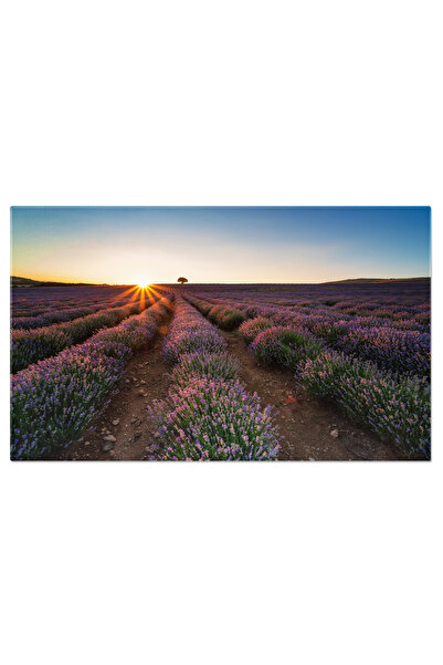 StoryGift Romania Tablou Canvas - Lavanda In Provence: Peisaje Uimitoare De Vara