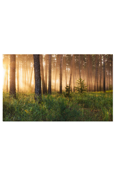 StoryGift Romania Tablou Canvas: Padure Inabusita In Ceturi - Padure, Ceturi,...