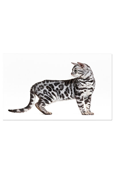 StoryGift Romania Tablou Canvas - Eleganta Felinelor - Pisica Domestica Cu Personalitate