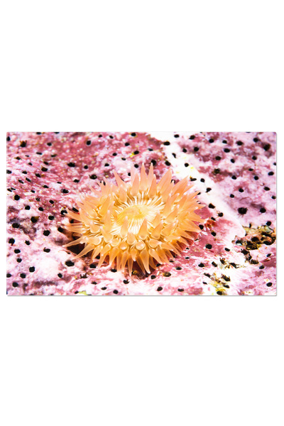 StoryGift Romania Tablou Canvas - Creaturile Magice Ale Oceanului - Anemona D...