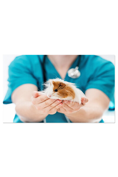 StoryGift Romania Tablou Canvas: Examinare Pentru Hamster - Ingrijire Si Atentie