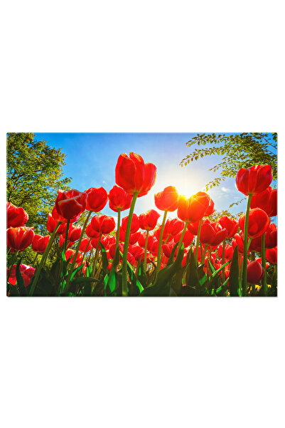 StoryGift Romania Tablou Canvas - Camp De Lalele, Splendoare Olandeza, Frumus...