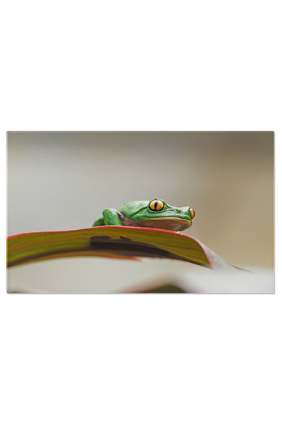 StoryGift Romania Tablou Canvas - Broasca Cu Frunze Aurii: Fauna Salbatica Di...