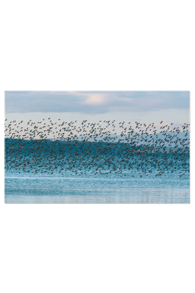 StoryGift Romania Tablou Canvas 140 X 90cm Stol De Pasari, Ocean 140x90cm Stg...