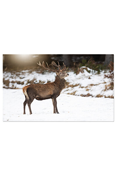 StoryGift Romania Tablou Canvas: Cerb In Iarna - Peisaj De Sezon Cu Zapada Si Cerb