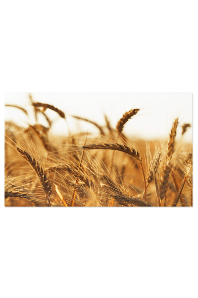 StoryGift Romania Tablou Canvas - Mobilitate Electrica: Biciclete Si Scootere