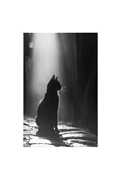 StoryGift Romania Tablou Canvas: Pisică Agilă În Șezut Și Lumina Soarelui- Fo...