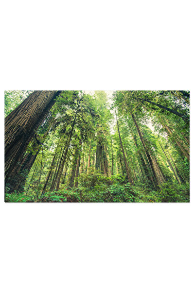 StoryGift Romania Tablou Canvas Padurea De Secoiae Gigantice O Calatorie In M...