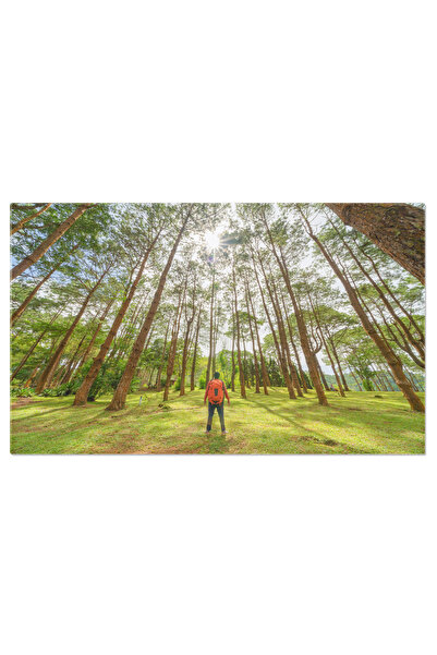 StoryGift Romania Tablou Canvas Padurea Invelita In Ceata La Rasarit Arbori, Lumina Diminetii, Peisaj Feeric, Mis